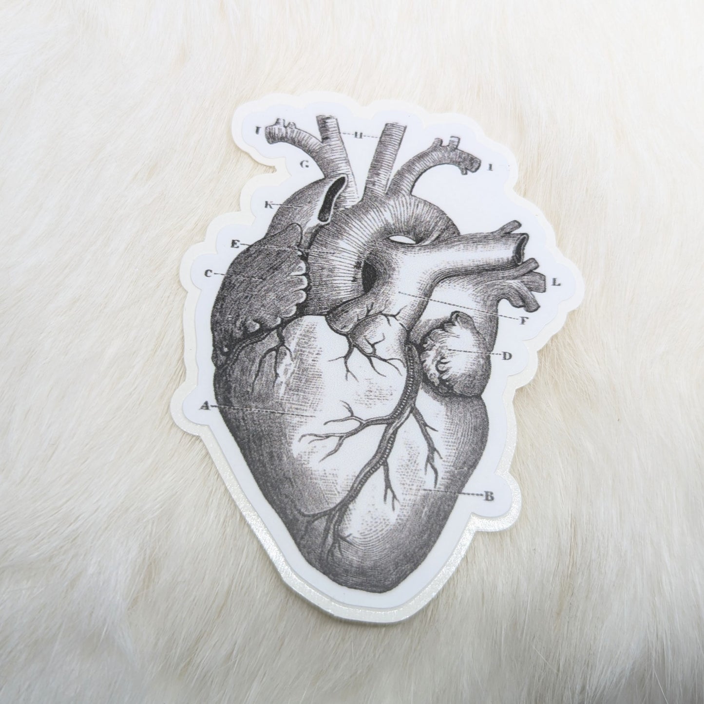 Anatomical Heart Sticker