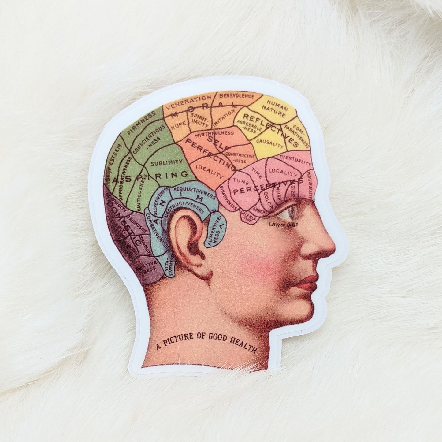 Phrenology Head Sticker Vintage Image Sticker